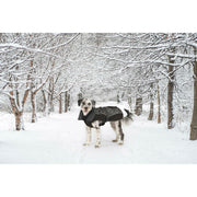 V4H40237E40E0D964D8FC77958D58B7F1CFR5332415P8