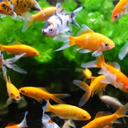 V3H5AE68E90829418302E5EEC369676C40ER7142600P3