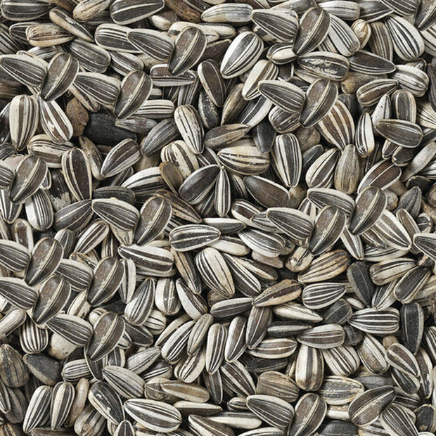 V6HFF41B1A6ED23EBDCCAC68E7856FE3A1AR7450079P4